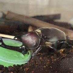 【第三弾】国産カブトムシ（♂♀ペア）