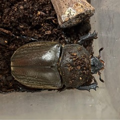 国産カブトムシ（♂♀ペア）の画像