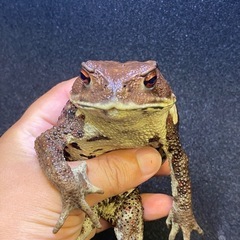 ニホンヒキガエル 1匹 その① 
ヒキガエル