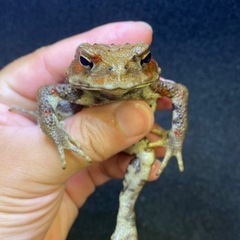 ニホンヒキガエル 1匹 その② ヒキガエル