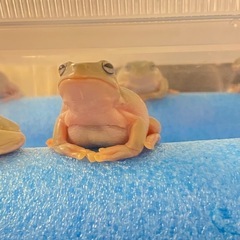 イエアメガエル♂【ブルーアイ・スノーフレーク】