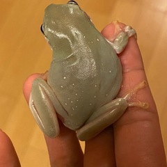 イエアメガエル♂【ブルーアイ・スノーフレーク】の画像
