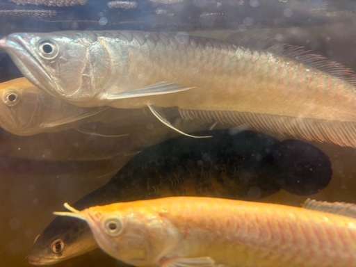 シルバーアロワナ 一時受付中止