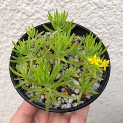 ミニ鉢 多肉植物 セダム ゴールドマウンド 