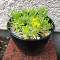 ミニ鉢 多肉植物 セダム ゴールドマウンド の画像