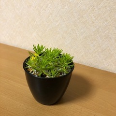 ミニ鉢 多肉植物 セダム ゴールドマウンド の画像