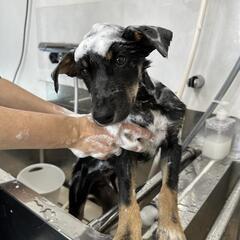 土岐市の方面会希望有りました〜黒豆君とタビ君〜カッコイイ5ヶ月去勢済 - 犬