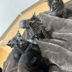 子猫里親募集