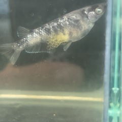 メダカ　和墨白銀の画像