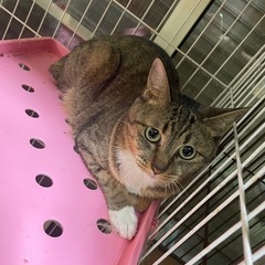 足が靴下女の子🧦🐱