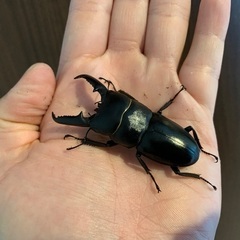 色んな種類のクワガタ、カブトムシ！お子さんのプレゼントに！の画像