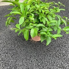 ニオイバンマツリの画像