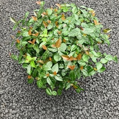 ハツユキカズラの画像