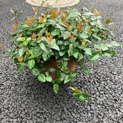 ハツユキカズラの画像