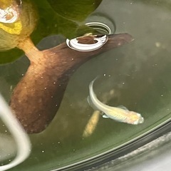 白クリーム色メダカ　5匹の画像