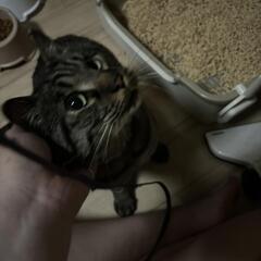 3歳のキジトラの男の子の里親さん探してます！
