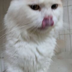 短足ミヌエット 男の子 