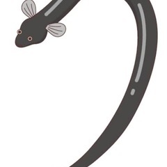 静岡県産天然ウナギ生体特大