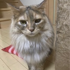 穏やかなゴージャス長毛兄弟三歳✨