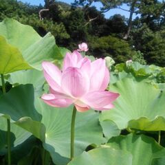 シニア友達募集