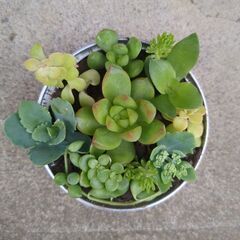 多肉植物の寄せ植え