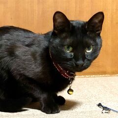 ★昨日猫が逃げ出しました情報教えてください！