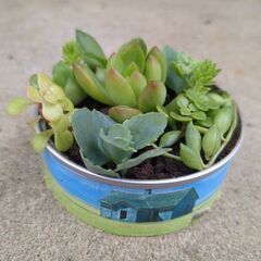 多肉植物の寄せ植えの画像