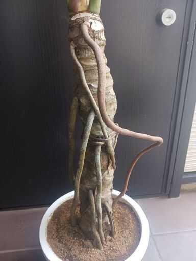 本格派ま！ 2 セローム8号幹上がり気根観葉植物アロイドフィロデンドロン その他観葉植物