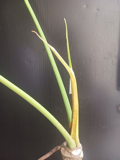 2 セローム8号幹上がり気根観葉植物アロイドフィロデンドロン