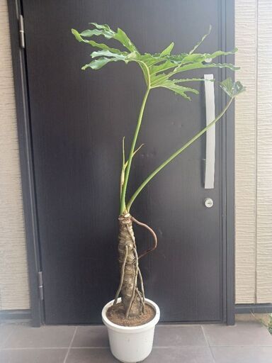 送料無料 2 セローム8号幹上がり気根観葉植物アロイドフィロデンドロン その他観葉植物