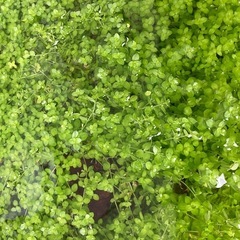 水草　無農薬　パールグラスの画像
