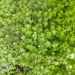 水草　無農薬　パールグラスの画像