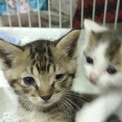 かわいい子猫1.5ヶ月保護しています