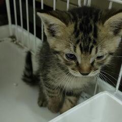 かわいい子猫1.5ヶ月保護しています
