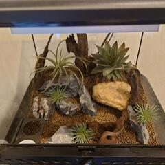 爬虫類飼育ケージセットの画像