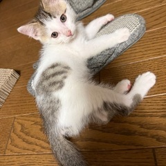 ひょうたん🐈生後3ヶ月程度の甘えん坊の男の子