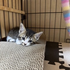 人懐こく、かわいい子猫ちゃん