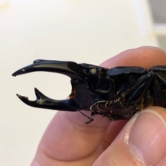 ホワイトアイ血統オオクワガタ幼虫3頭セット