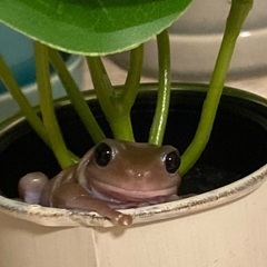 イエアメガエル　エクリプスアイ　オス？の画像