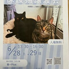 保護猫譲渡会開催します！　新しい家族を見つけに来ませんか？
