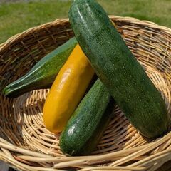 【不揃いズッキーニ１Kg】＋おまけの１本