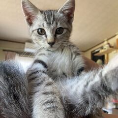 子猫（三ヶ月）サバトラ　オス