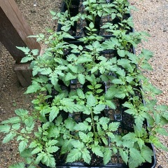 中玉トマト🍅わき芽苗🌱