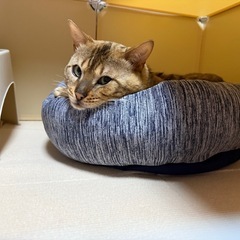 見つけて下さい