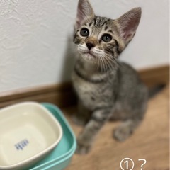 里親様決定！可愛いキジトラくん　2ヶ月 − 三重県