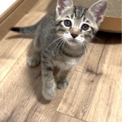 可愛いキジトラくん兄弟！