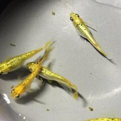 サンシャイン　ヒレ長メダカ　若魚　②の画像