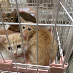 兄妹子猫保護してます