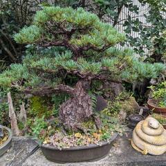 松盆栽