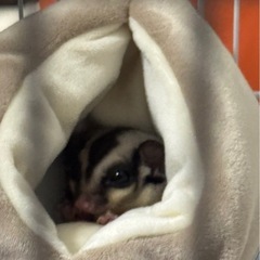 フクロウモモンガ用ゲージの画像